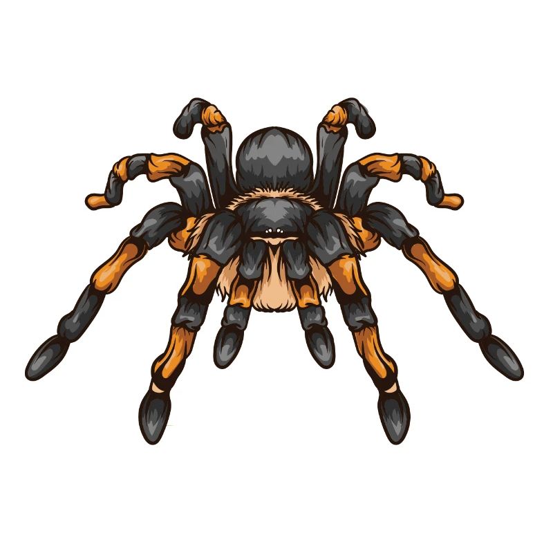 Tarantula spider wolf spider weaving spider