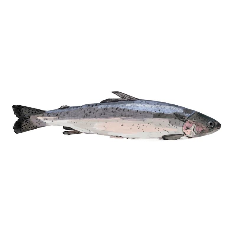 Lachs (Salmo salar)
