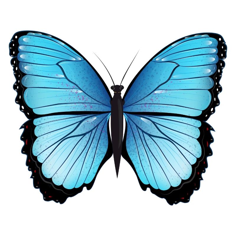 blue butterfly hand drawn and colored
