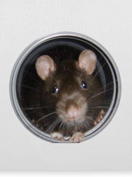 Ratte im Rohr vorn