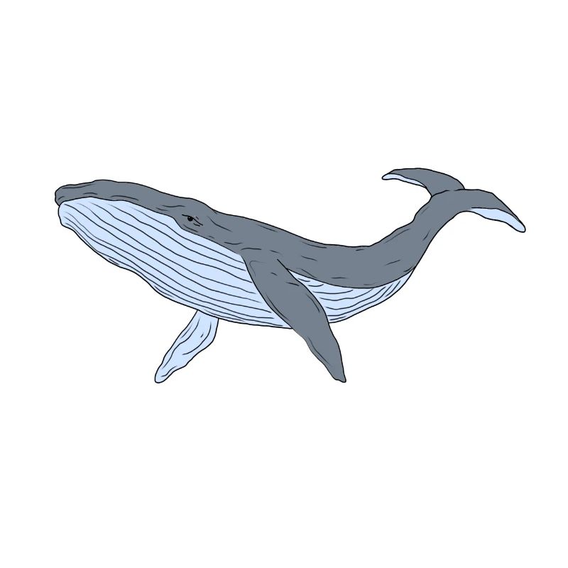 Blue whale