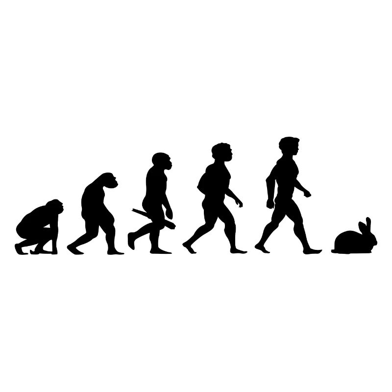Evolution lapins lapin lapin rongeurs
