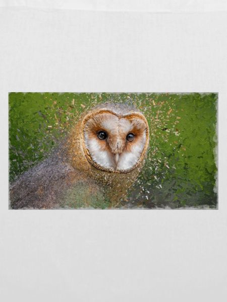 Schleiereule – Vogelillustration