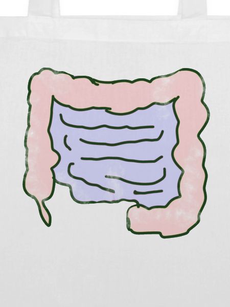 Darm Organ
