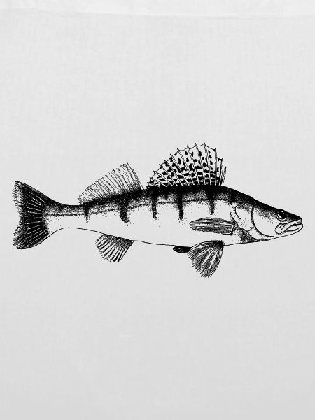 Zander Motiv