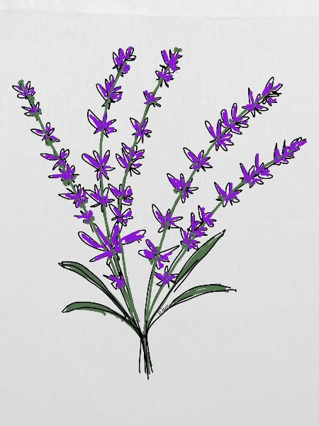 Lavendel
