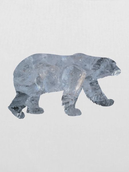 Eisbär Polarbär