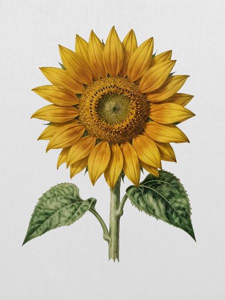 Sonnenblumen-Botanische Gravur