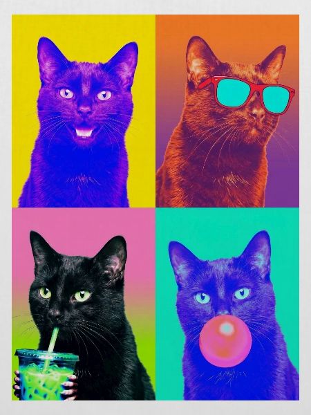Katzen schwarze Katze