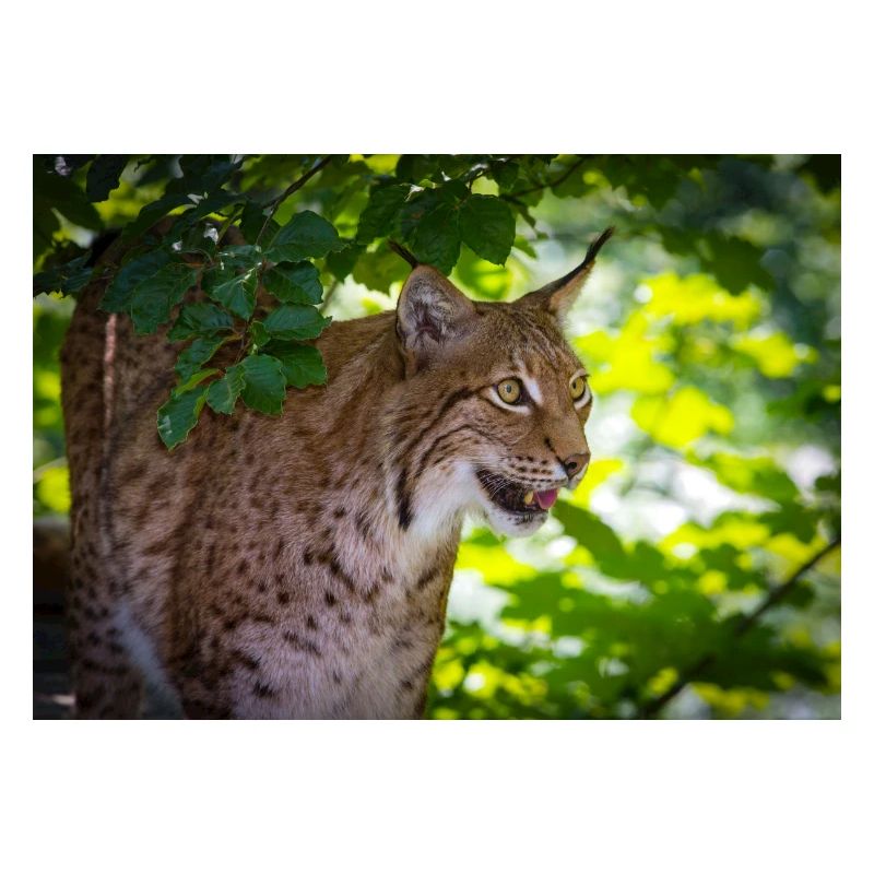 Luchs