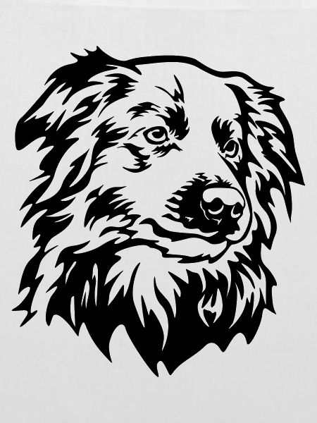 Border Collie Kopf