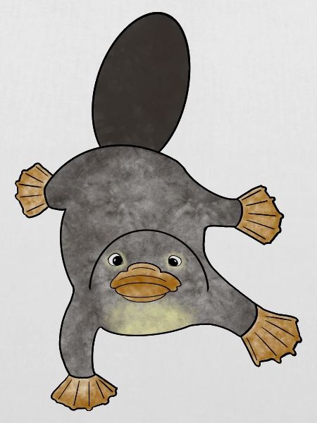Platypus Schnabeltier Australien