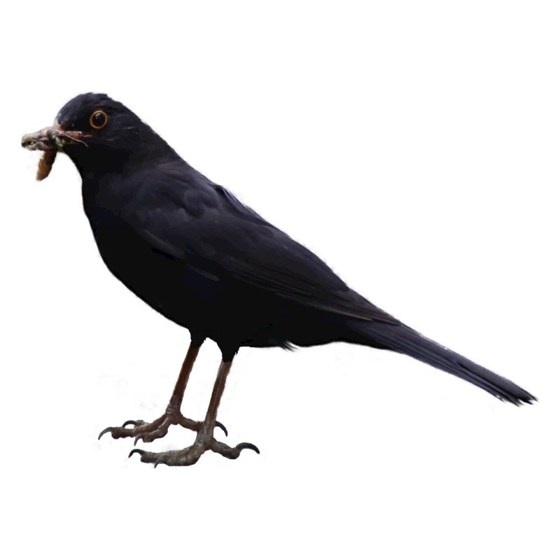 Amsel Vogel schwarzer Vogel