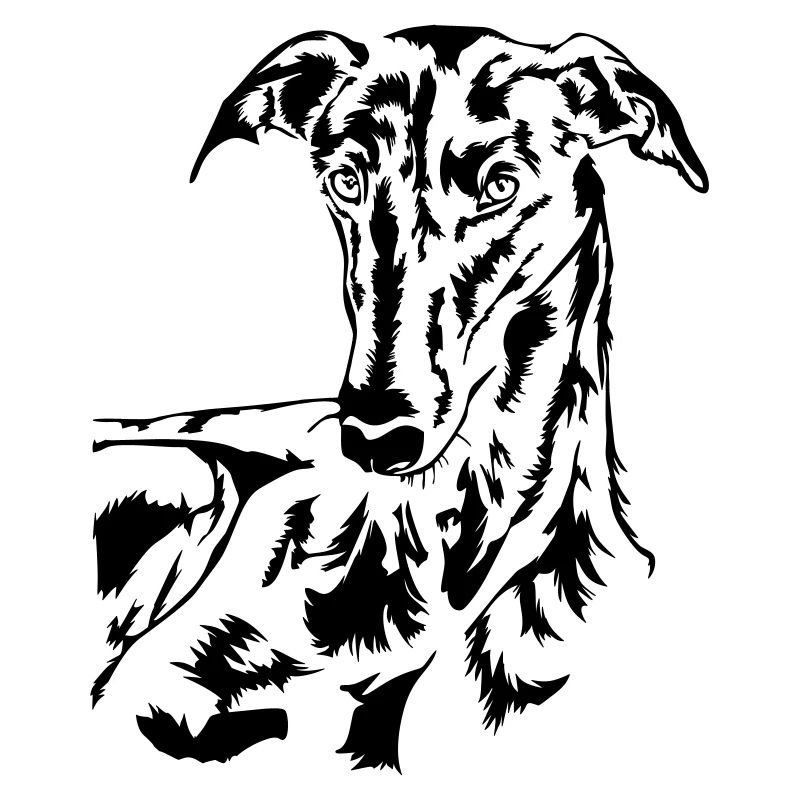 Galgo Kopf