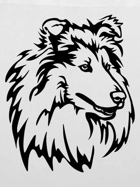 Collie Kopf