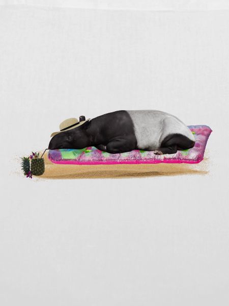 Tapir