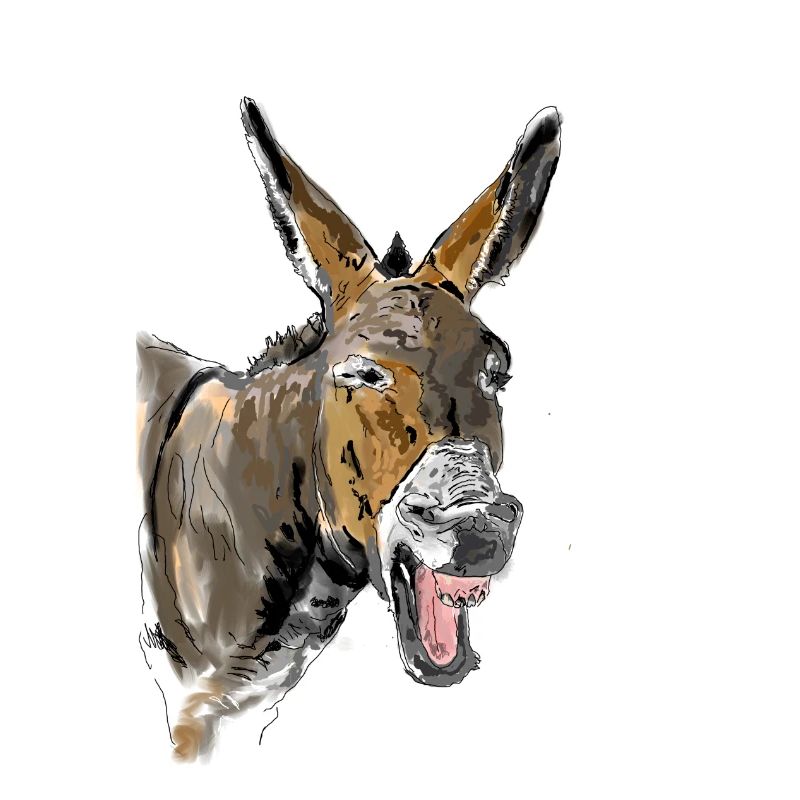 Esel Donkey Âne