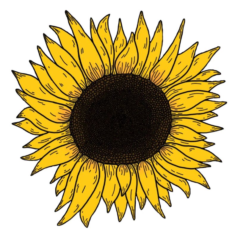 Sonnenblume