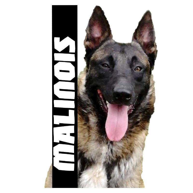 malinois