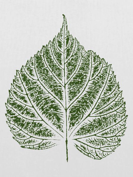 Blatt Linde / Lindenblatt