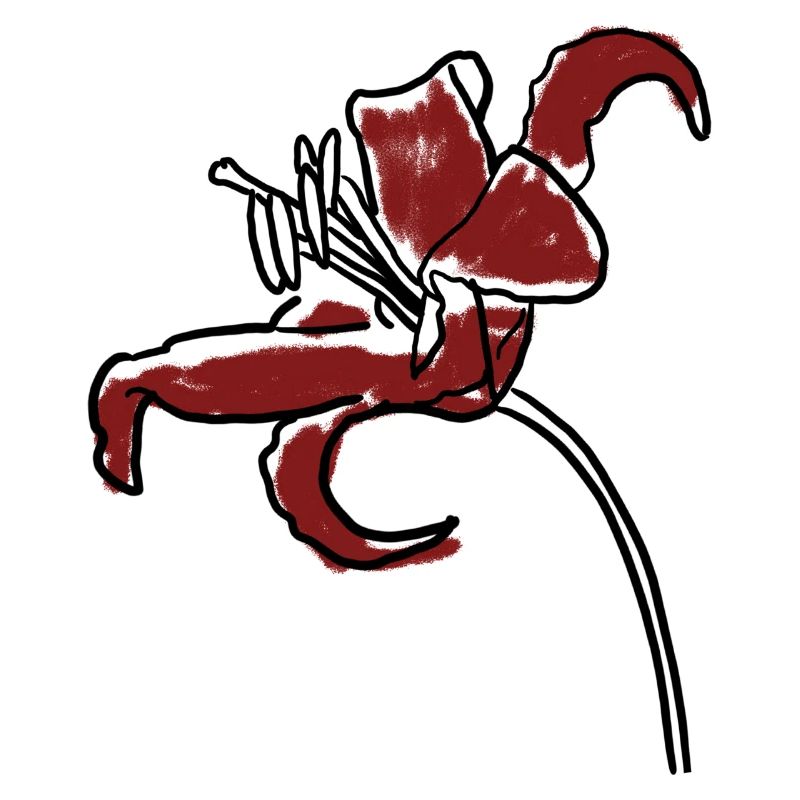 Hibiskus