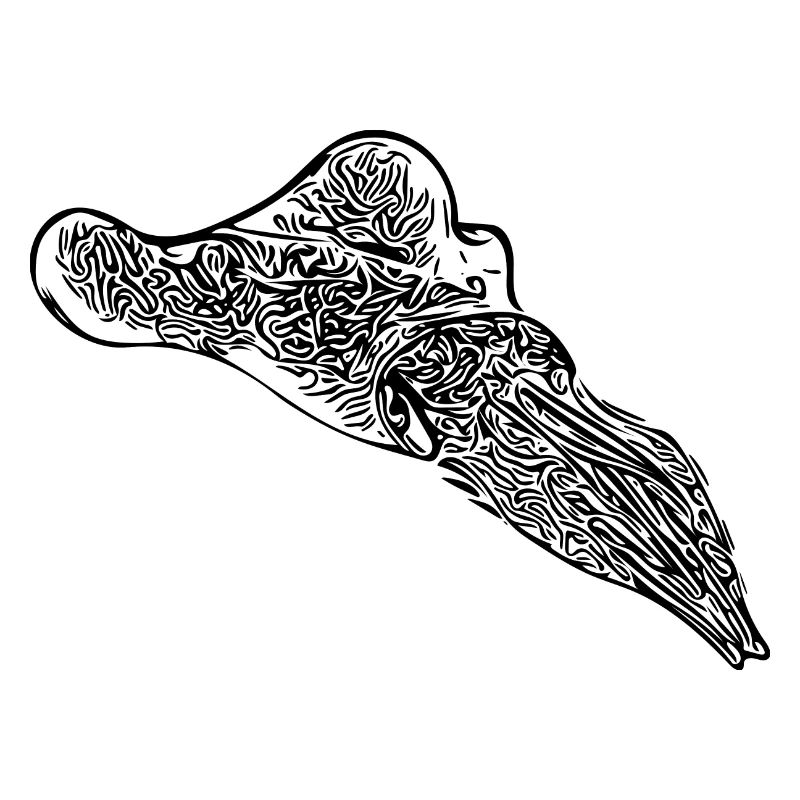 Vintage Cuttlefish