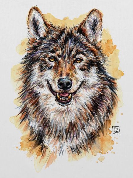 Wolf