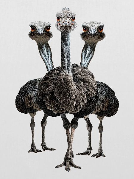 Vogelstrauss