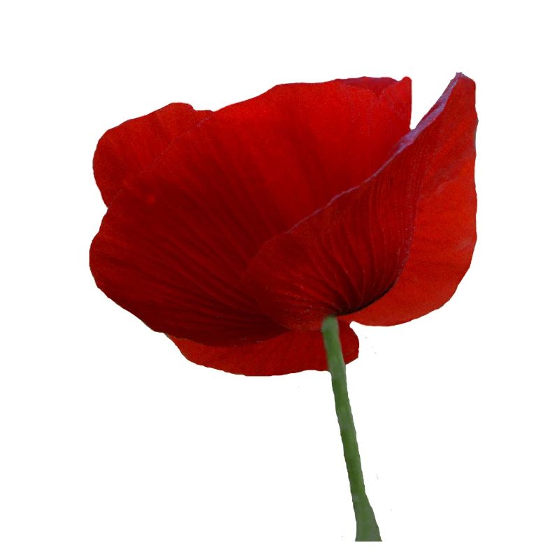 Mohn