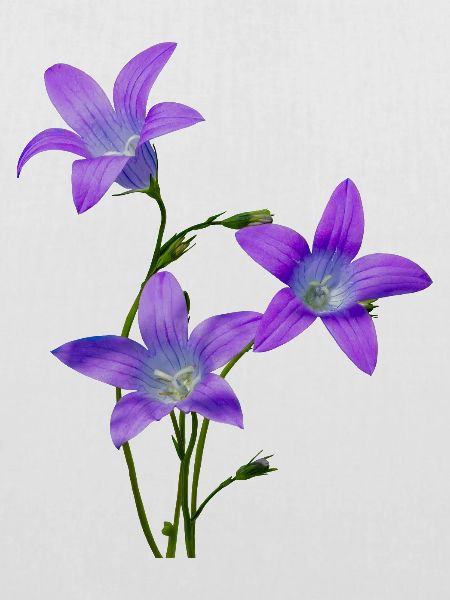 Bluebells