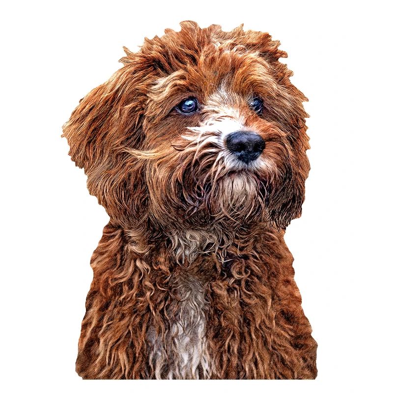 Cavapoo 2