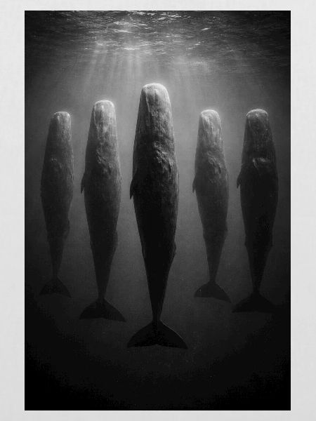 Unterwasser-Wale im Lichtstrahl