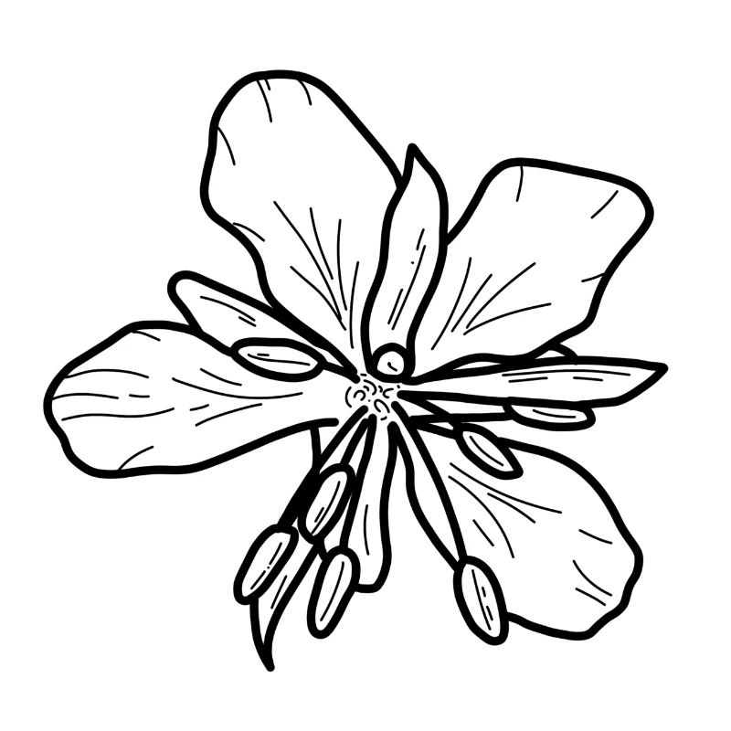 Weidenrose minimalistisch