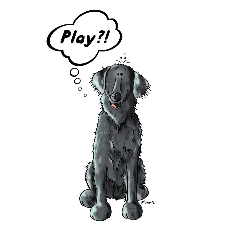 Flat Coated Retriever Play