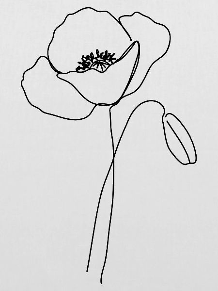 Mohnblume
