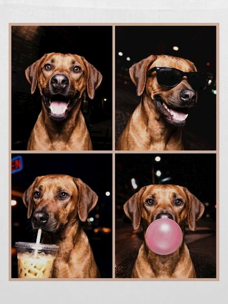 Hunde Rhodesian Ridgeback Hund