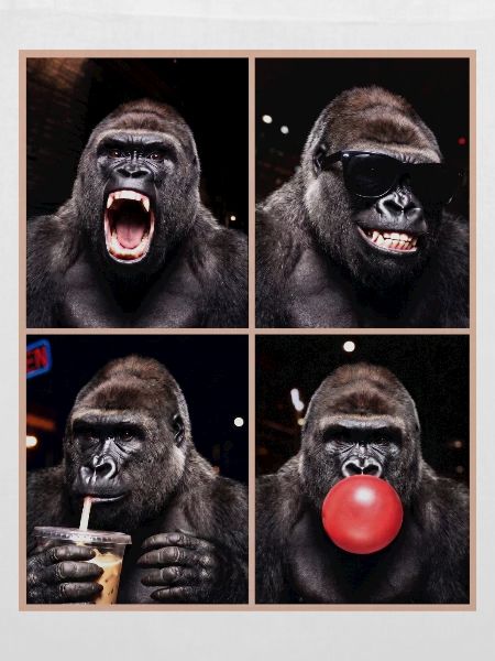 Gorillas Gorilla