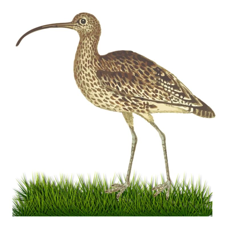 Vogel