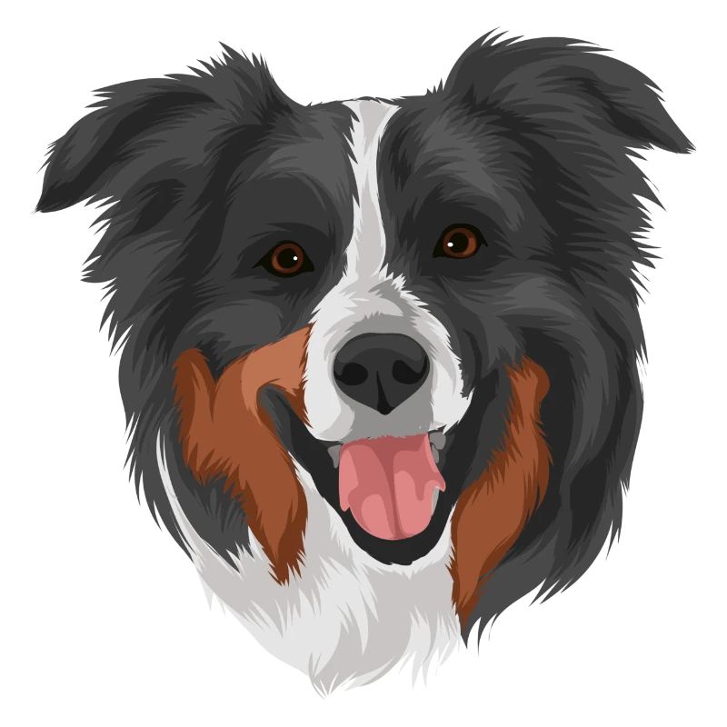 Australian Shepherd 2 Kopf