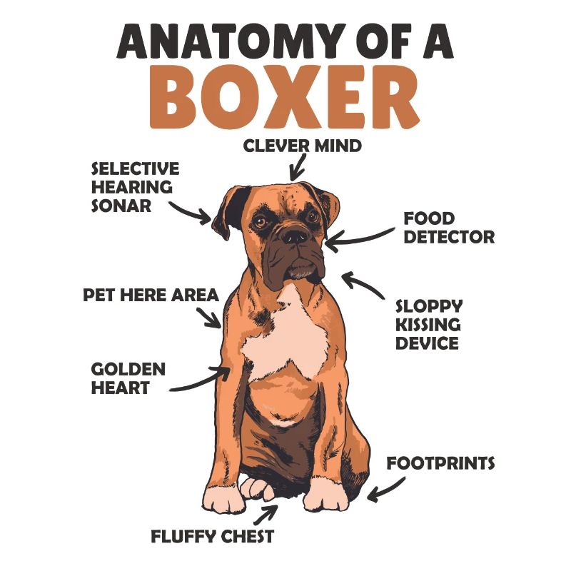 Anatomie eines Boxer süße Hunde Welpe