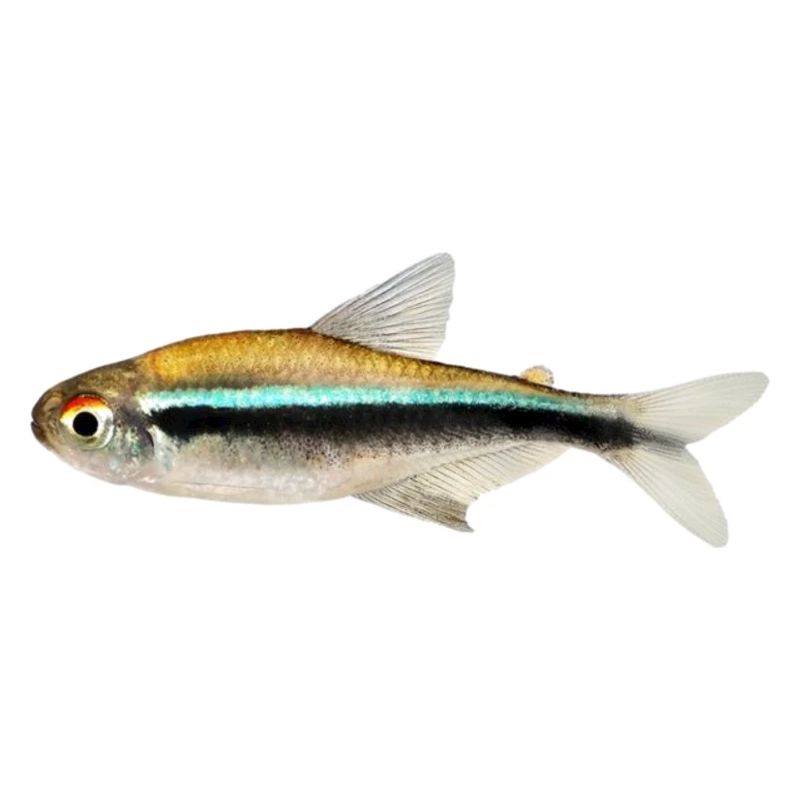Schwarzer Neon, Hyphessobrycon herbertaxelrodi, DN