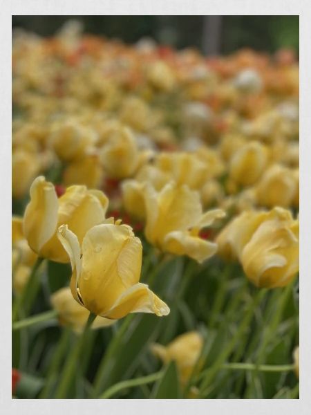 Tulipe Jaune mer