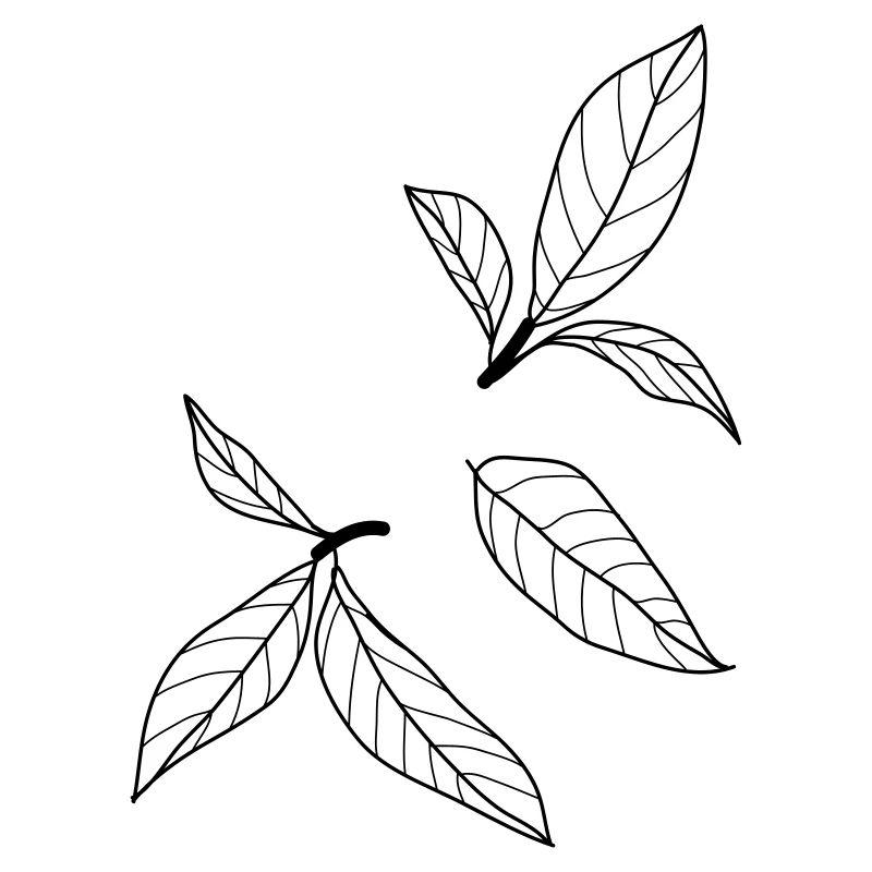 feuilles de nature 2 c1