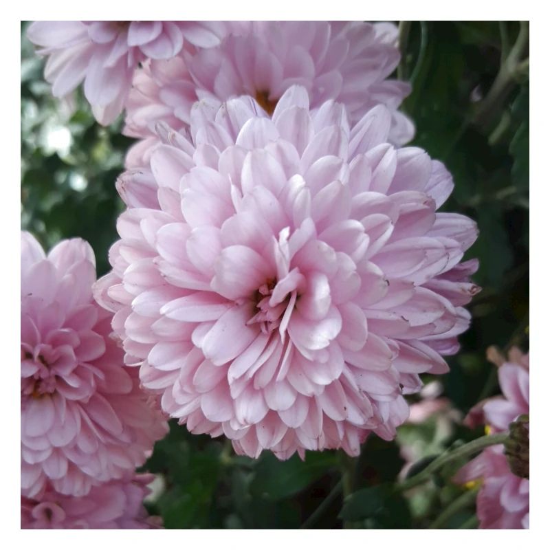 Pinkzen