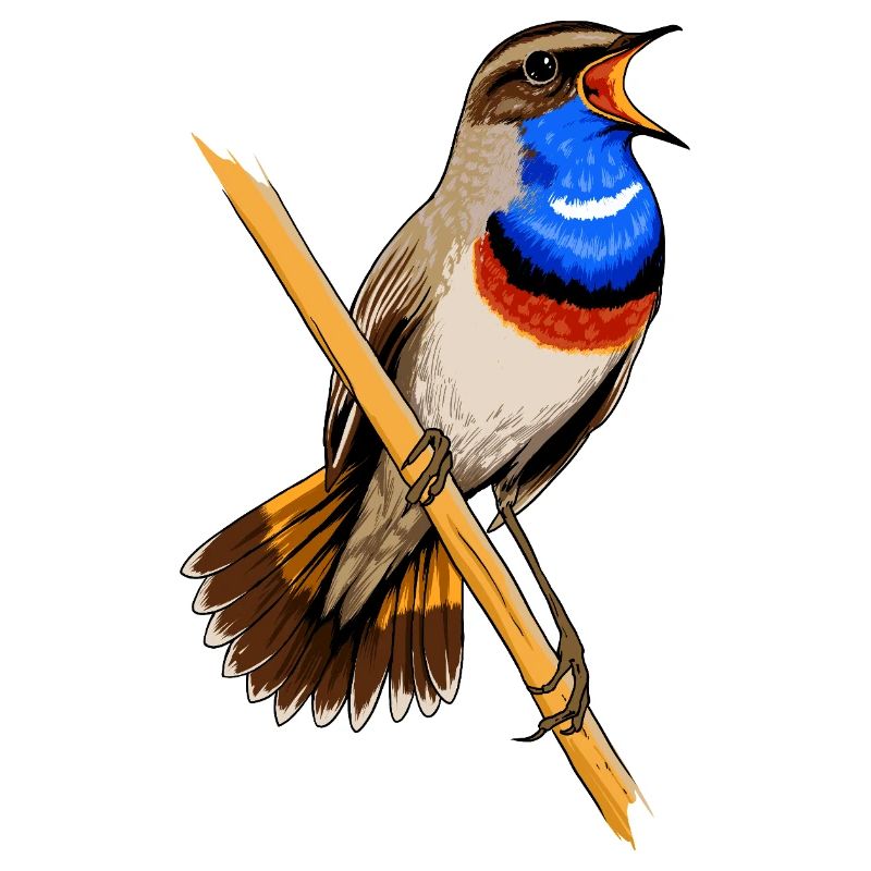 Bluethroat