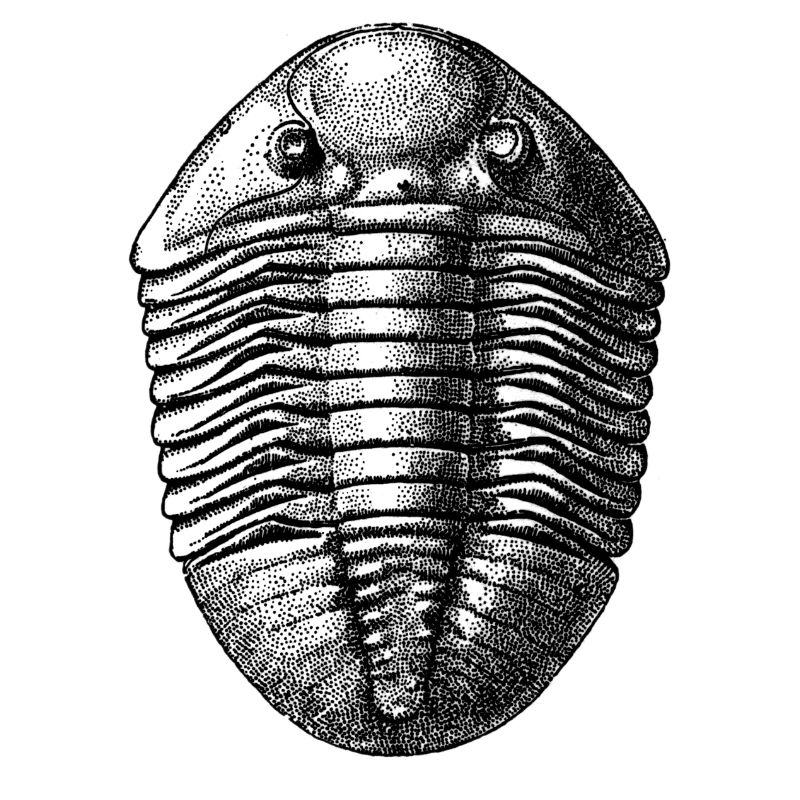 Asaphus espansus