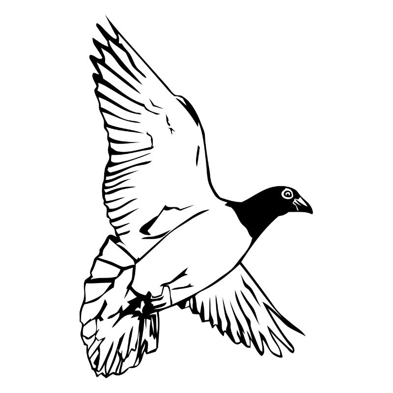 Taube - Brieftaube