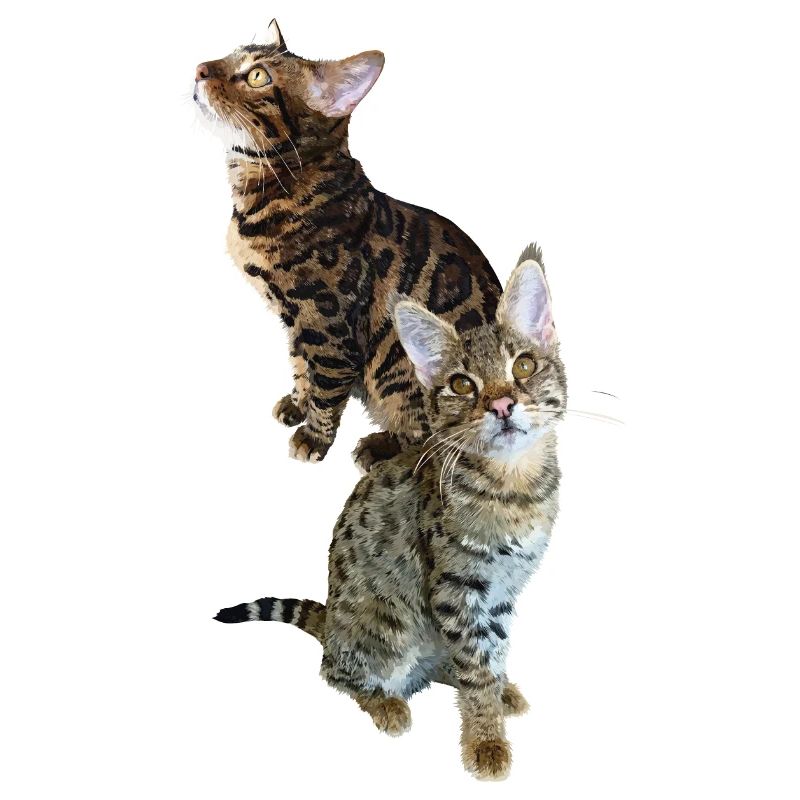 Tabby
