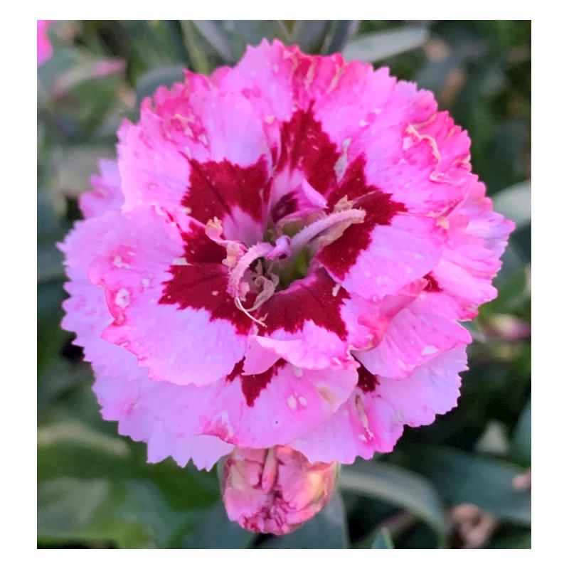 Blume rosa