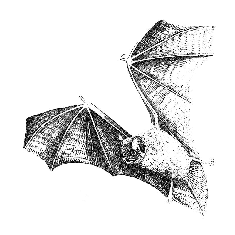 fledermaus